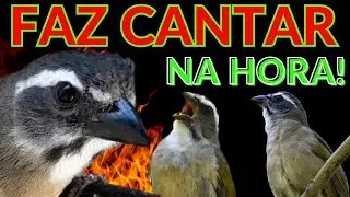 🏆ESTIMULA E ABRE CANTO DO TRINCA FERRO, FAZ CANTAR NA HORA!🔥Esquenta TRINCA FERRO🔥