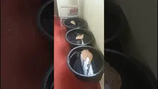 Guppy Fish Tub setup | Exotic Guppy fish | Guppy tub setup | Fancy Guppy
