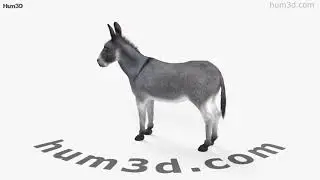 Donkey 3D model by 3DModels.org