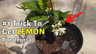 How to hand pollinate Ponderosa lemon trees to get fruit. Hand pollination citrus tree.
