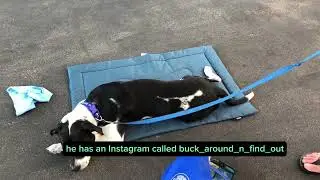 🐶 Buck chilling on his magic mat
