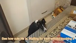 Cute Dog Waiting for Treat without Touching, Dog get reward for his Good Behavior #Indiandog #Boxer