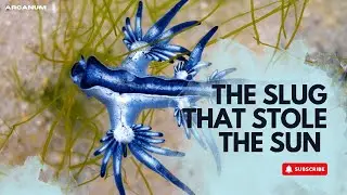 This Sea Slug Can Photosynthesize Like a Plant | The Solar-Powered Animal | Arcanum