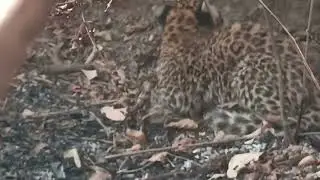 Aaj kotsari me pkda gya🐆baag/leopard ka baccha 22/1/26