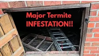 Major Termite problem in a very pricey home.