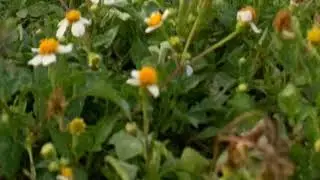 Purple Yellow Pills (Prod. BOIDHE)