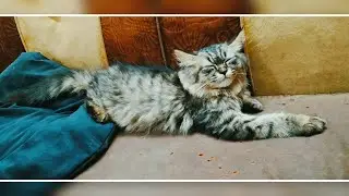 two CUTE & Silly Cats 😀 😍