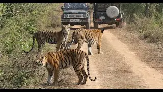 Mock Charges & Mischief: Tiger Cubs at Play in Umred | 4K