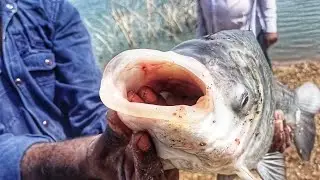 feeder fishing Bait | fish feeder kaise kam karta hai
