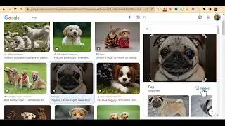 A few tips and tricks when it comes to using Google images.