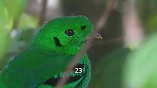 Bwindi Birding