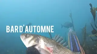 Enfin! 60 + pour ce joli bar d'automne et du Sar en pagaille!