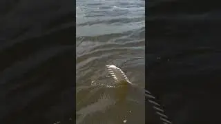 sawfish#youtube #youtubeshorts #ytviral #aliseafishing