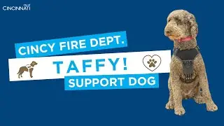 Meet Taffy, Cincinnati Fire Department's Emotional Support Dog | City of Cincinnati