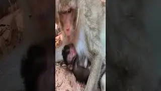 Monkey daily activity 3