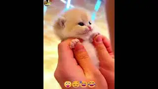 funny cats and dogs videos try not to laugh #cat #dog #funny #funnycats #funnydogs