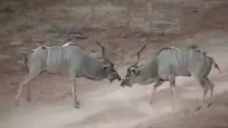 Kudu Bulls fighting at The Tambuti Wilderness