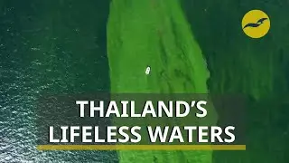 How a severe plankton bloom off Thailand&rsquo;s eastern coast is killing marine life
