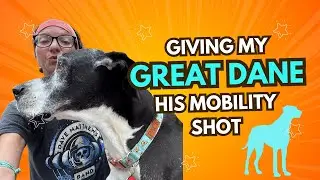 Giving a Mobility Shot to my Geriatric Great Dane