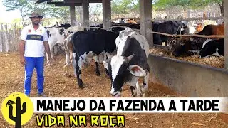 [VIDA NA RO&Ccedil;A] VAQUEIRO Fuquinha, na LIDA com o GADO durante a tarde e Hist&oacute;rias daquela Fazenda 🌵