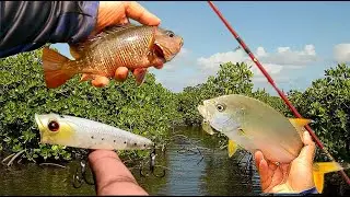Snapper and Trevally Fishing | GOA | INDIA
