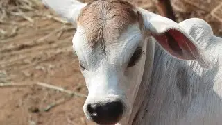 cow is tha best is live! AB HOGA COMEBACK GAY MATA KA ❤️❤️❤️