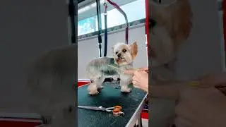 Yorkie #perros #peluquer&iacute;acanina #cachorro #yorkie #animales #clasesvirtuales