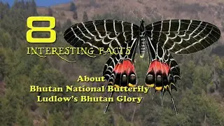 Bhutan  Glory|8  Facts about Ludlow&rsquo;s Bhutan Glory|Bhutan National Butterfly
