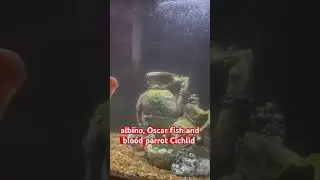 My New albino, Oscar fish and blood parrot Cichlid #aquarium #oscars #cichlid #Fish #fishroom
