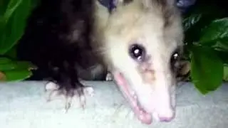 Wild opossum petting