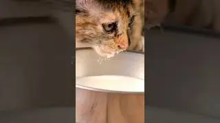 Adorable Kitten Enjoying a Delicious Meal
