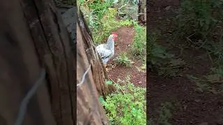 O Galinheiro Foi Aberto para as Galinhas caminharem um pouco pois elas est&atilde;o Obesas
