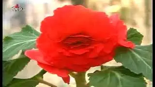 North Korean TV 2011-09-09