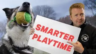 Is Ball Chucking Harmful for my Dog? is Scentwork a Better Alternative?  | RL Dog Training