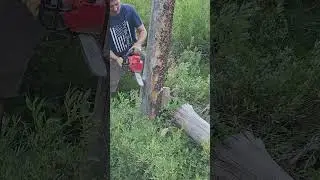 Цепная пила Milwaukee с верхней ручкой рубит дерево