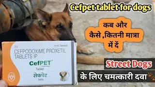 Cefpet tablet for dogs uses || Best Tablet For Dogs || स्ट्रीट Dogsके लिए चमत्कारी दवा ||100% Result