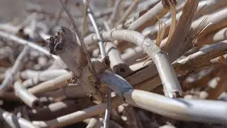 Invasive Species: Arundo