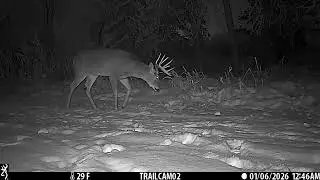 Nice 10 pointer, little buck has lost a horn. Different angle with trail camera.
