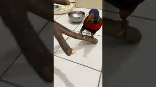 @邊啃邊甩，蔬菜成了玩具 @Munching and flinging—veggies are toys now!