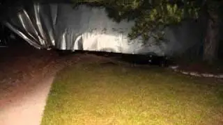 Cattle Truck Over Turns- Cows Go Wild.wmv