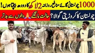 cholistani cow, pakistani cow videos, cholistani cow in pakistan