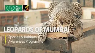 Mumbai's Leopards: Living with the World's Densest City |THT Films