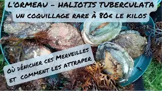 Comment pêcher l'Ormeau - Conseils et Astuces d'un pêcheur à pied