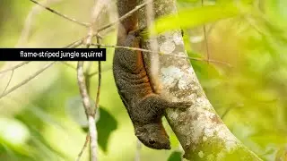 Layard's palm squirrel or flame-striped jungle squirrel