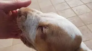 Cuccioli di Bracco Italiano