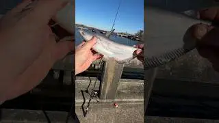 Ловите, чистите и готовьте!!! Сом из Дес-Аллеманда 🎣 #ловитеиготовьте #ловите,чиститеиготовьте #л...