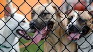 Local animal shelter donations | pet memorial donation in USA 2021