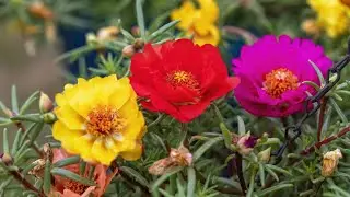 portucala grinding flower🌸#kahrfa plant☘️#pink rose🌺#september plant#garden#trending#beautifu views