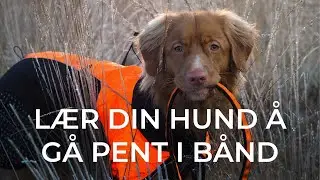 Hundetrening | G&aring; pent i b&aring;nd | AniPort