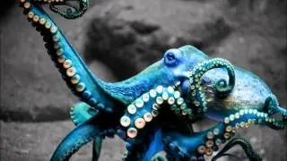 Bird Peterson - Rock The Funky Beats (Drankenstein Remix)